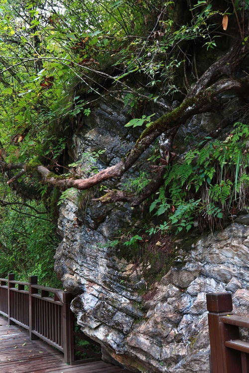 夢回甘南仙境，探秘官鵝溝——開啟一場說走就走的自然與文化之旅